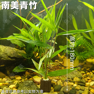 新款奈米环装南美青竹带呼吸环真水草水竹桌面鱼缸装饰水族造景