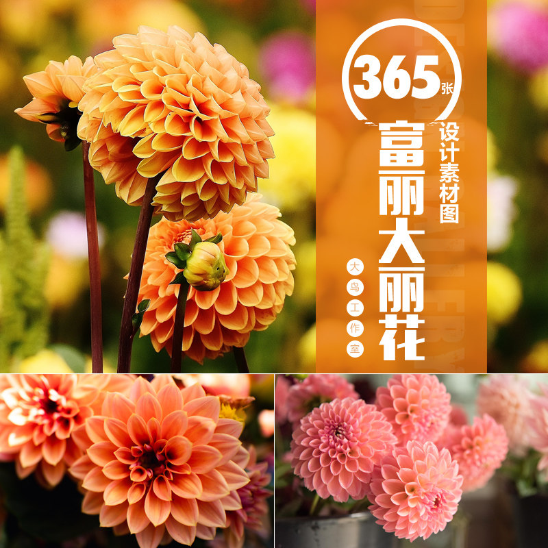 富丽大丽花图片高清美丽鲜艳大丽花观赏花卉大理花天竺牡丹素材图