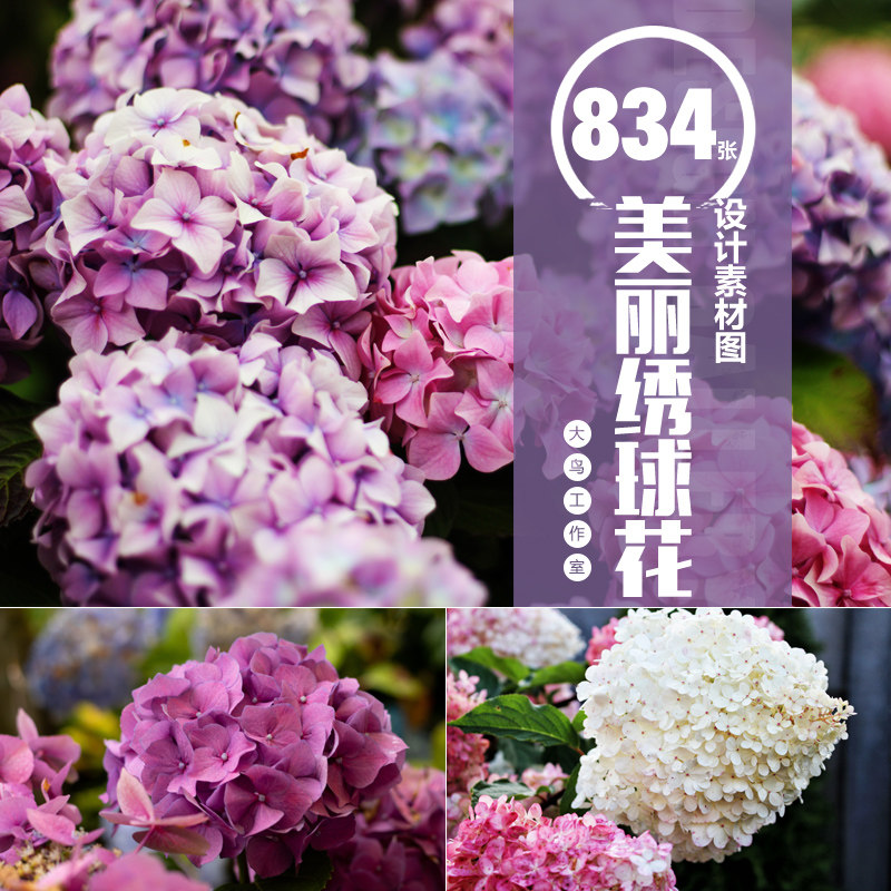 美丽绣球花素材大图八仙花粉团花春天观赏植物紫绣球紫阳花jpg