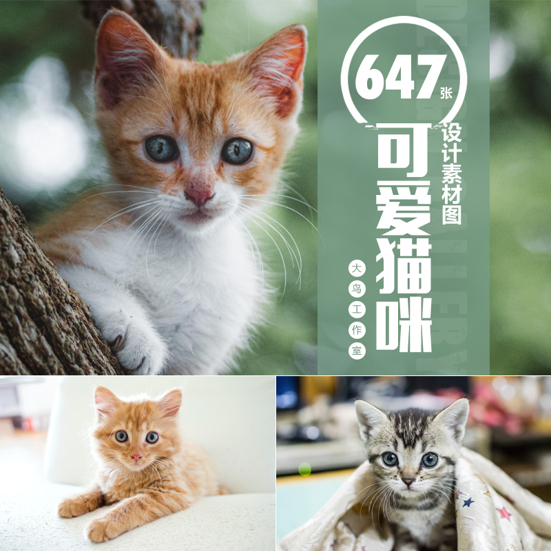 可爱猫咪素材大图宠物小可爱撒娇小猫喵星人萌萌哒设计图片