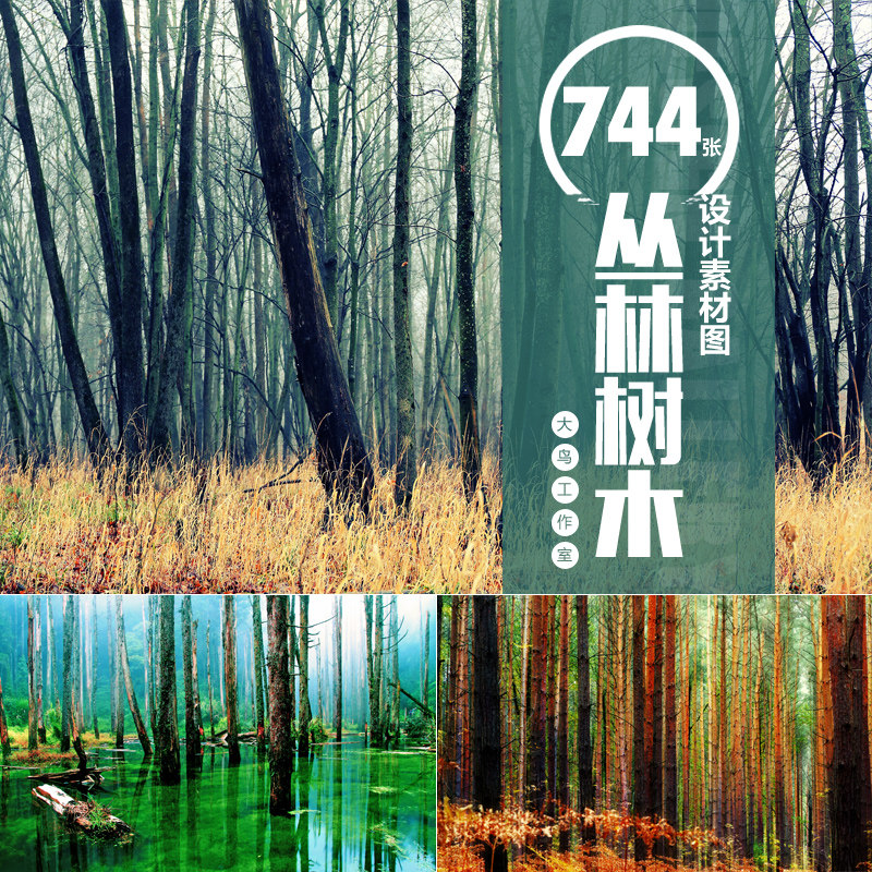 丛林树木设计素材大图森林景色树林大树自然风景图片jpg