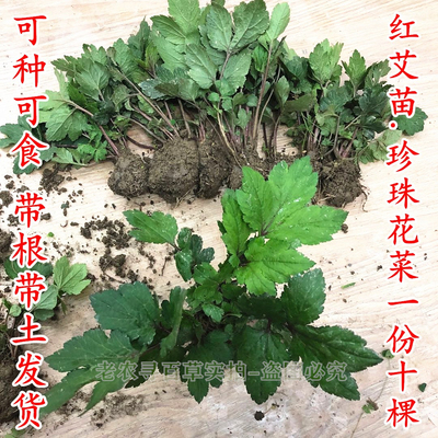 潮汕珍珠菜苗真珠花菜大苗带土红脚艾白苞蒿活血菜野菜新鲜鸭脚艾