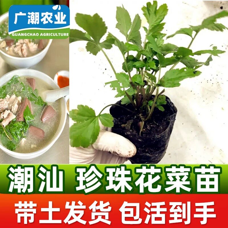 珍珠菜带根真珠花菜苗白苞蒿鸭脚板鸭艾叶食用红艾带土盆栽青草饭