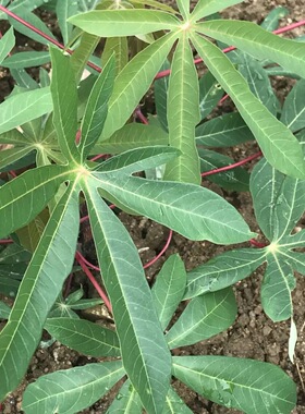 新鲜薯叶南洋薯叶番薯叶山薯野生树薯叶现摘嫩芽cassava leaves