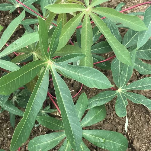 新鲜薯叶南洋薯叶番薯叶山薯野生树薯叶现摘嫩芽cassava leaves