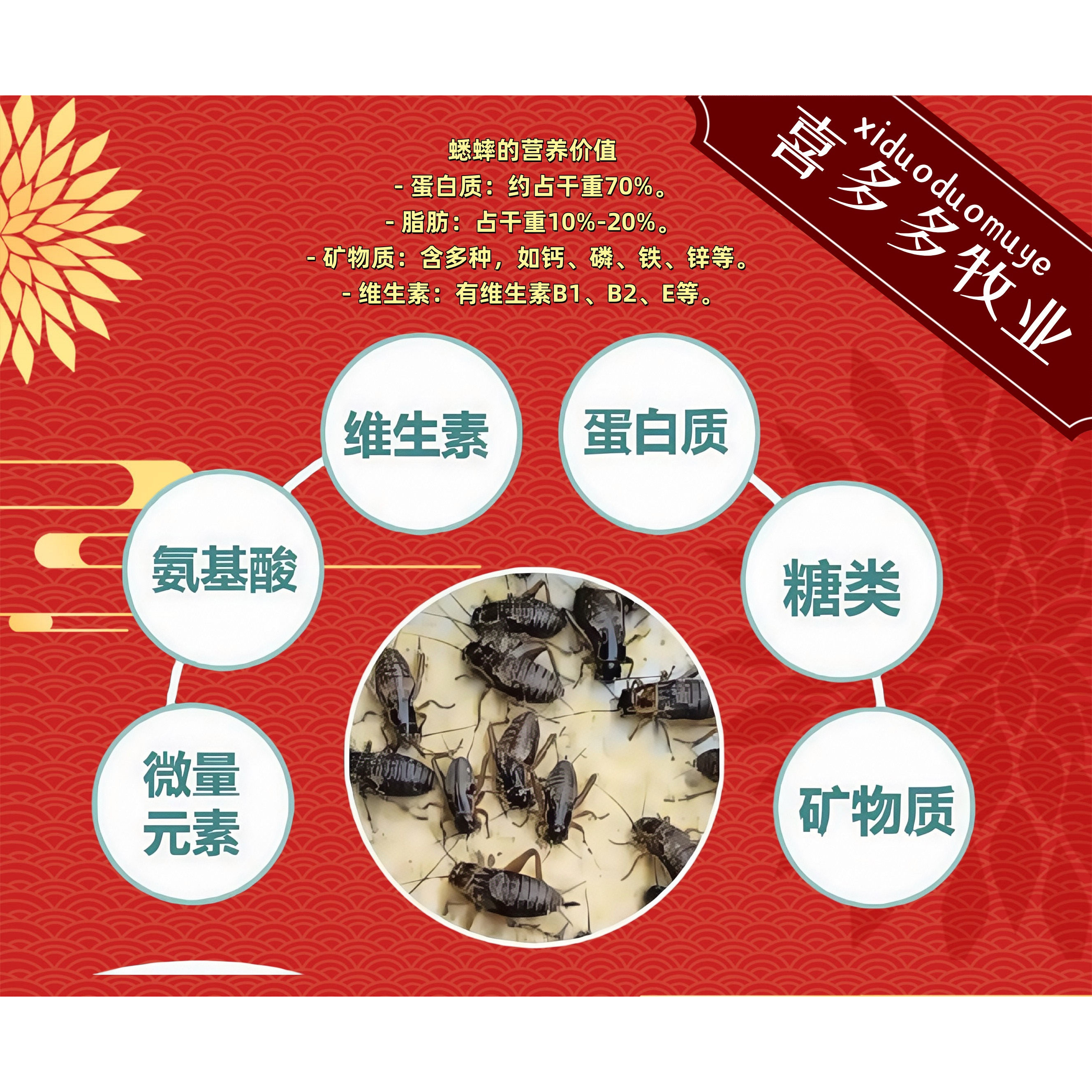蟋蟀活体爬宠油葫芦蛐蛐蜥蜴守宫鬃狮蜘蛛蝎子角蛙画眉鸟龙鱼养殖