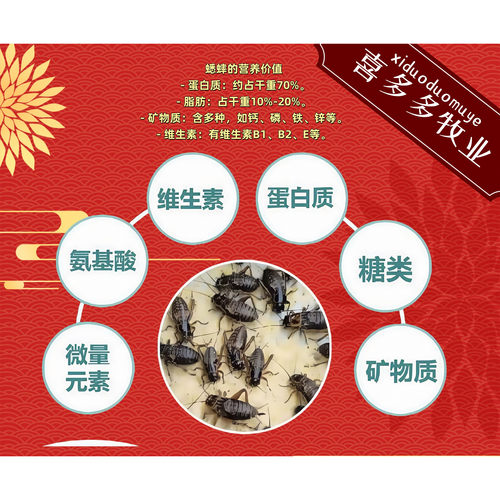 蟋蟀活体爬宠油葫芦蛐蛐蜥蜴守宫鬃狮蜘蛛蝎子角蛙画眉鸟龙鱼养殖