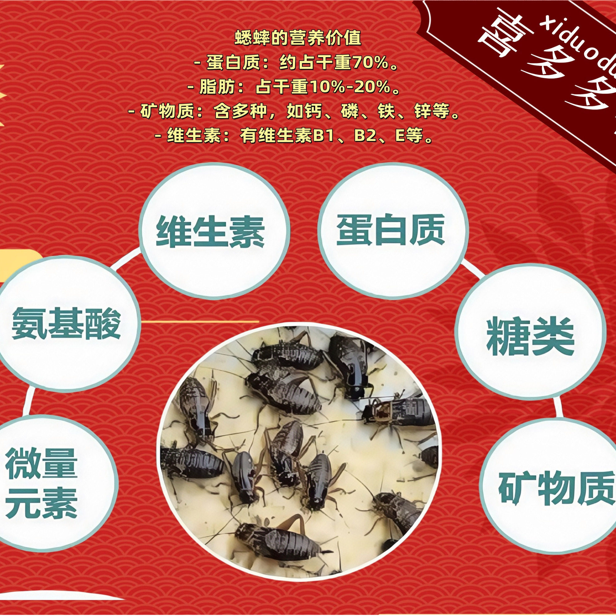 白蟋蟀活体爬宠食物油葫芦蛐蛐蜥蜴守宫养蜂蜘蛛蝎子角蛙活体包邮