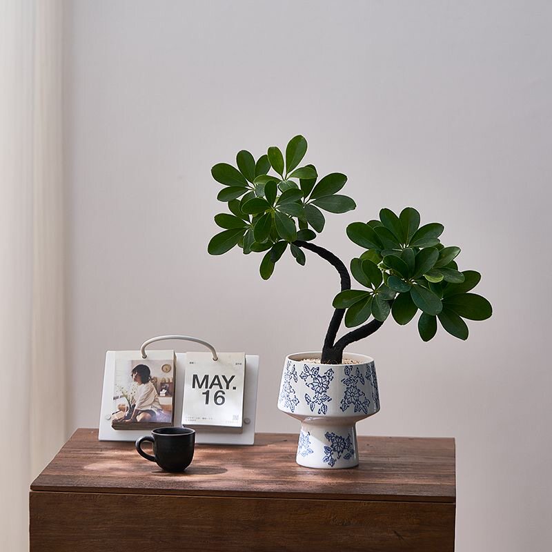 鸭脚八方室内来财客厅办公室桌面招财绿植花卉盆栽植物四季常青,家居饰品,仿真植物盆景,淘宝优惠券,粉丝福利购,淘宝优惠卷