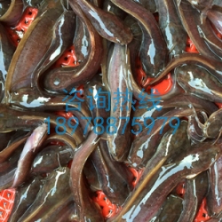 本地塘角鱼苗活体淡水塘鲺土塘角鱼苗饲料广西鱼苗革子鲶鱼苗活体