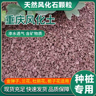 天然风化石风化土绿植颗粒金弹子生桩簕竹扦插生根培育风化石颗粒