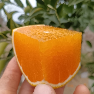 阳光一号桔柚 脆嫩无渣清甜爆汁回味悠长 皮薄易剥不脏手不上火