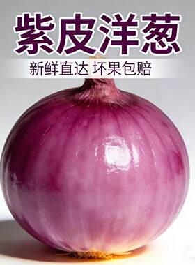 2026年山东新鲜紫皮洋葱圆葱大个头生吃调味当季现摘提鲜增香脆嫩