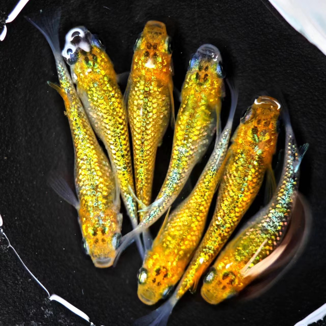 渊中之鱼观背青鳉猫饭星光活体