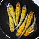 观赏鱼观背青鳉猫饭星光精品鱼卵鱼苗亚成体种鱼冷水懒人古法养鱼