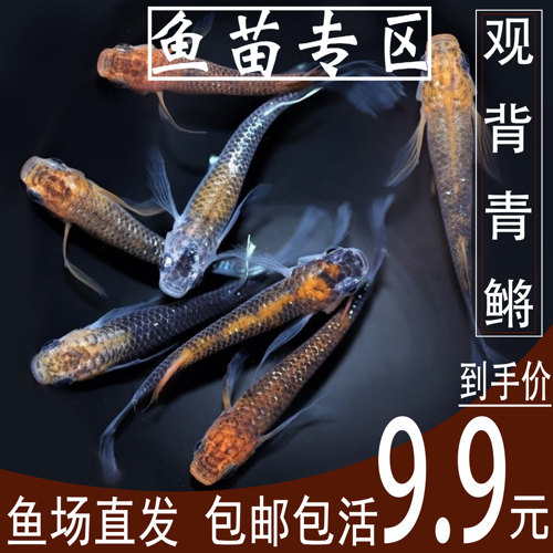 观背青鳉精品鱼苗渊中之鱼
