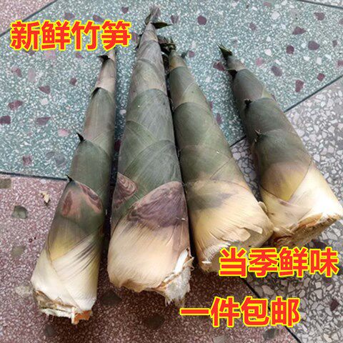 竹笋新鲜现挖现发大头笋可做酸笋广西特产绿壳笋夏笋