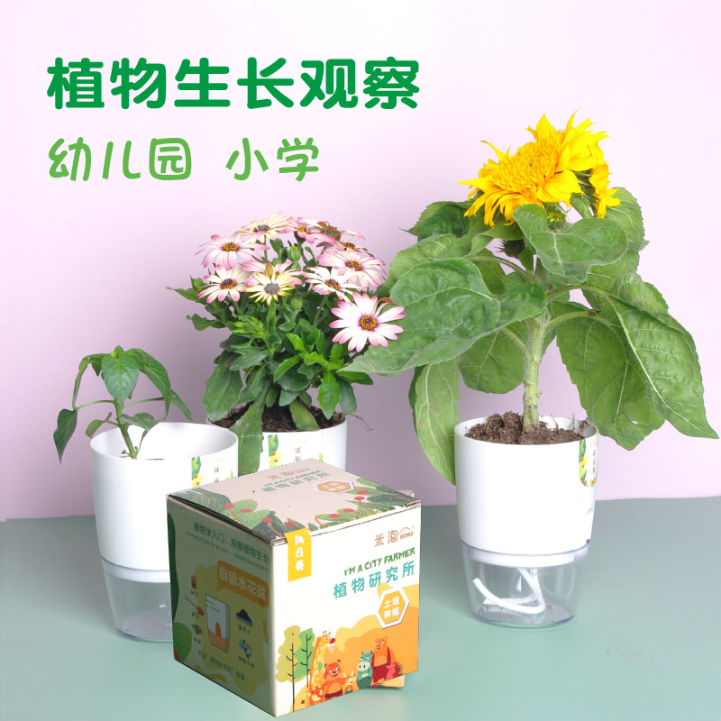 植物种子发芽观察土培小盆栽diy幼儿园小学生作业儿童科学实验 鲜花速递/花卉仿真/绿植园艺 苔藓微景观 原图主图