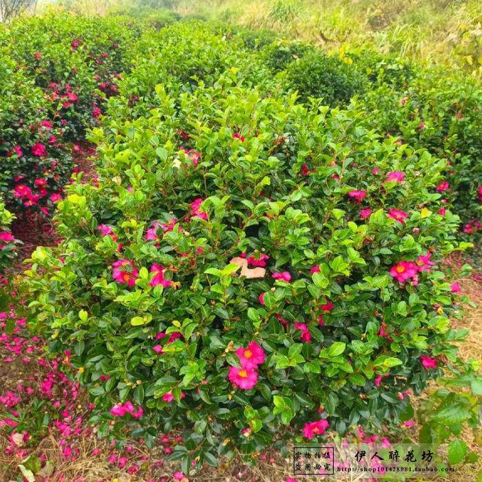 茶梅花苗树苗茶梅球茶花盆栽冬茶梅盆栽四季带花苞庭院耐寒带花苞