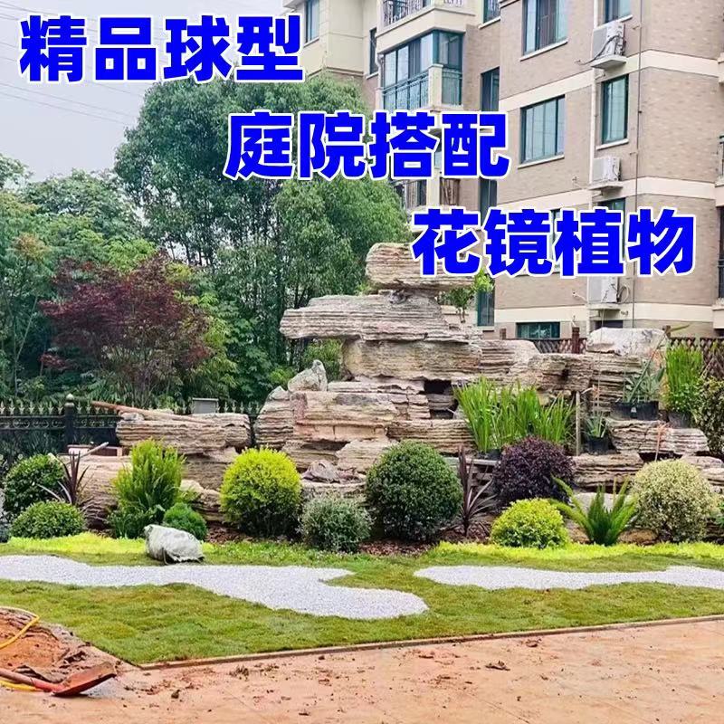 亮晶女贞棒棒糖盆栽花卉庭院搭配设计花镜植物四季常青造型树易养