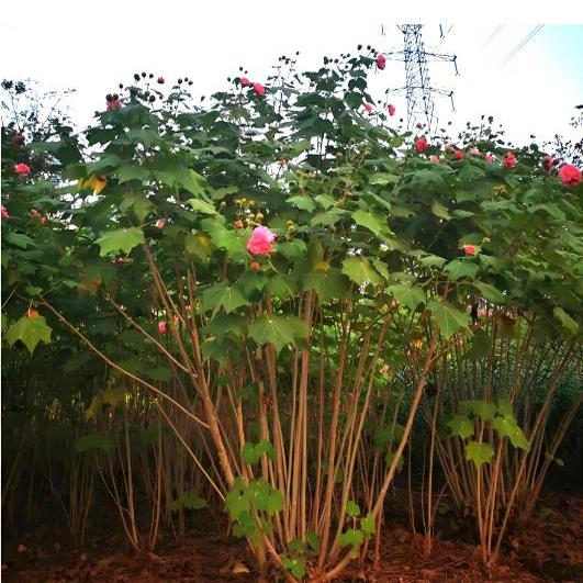 木芙蓉树苗芙蓉花苗盆栽三醉芙蓉大树庭院种植变色醉芙蓉地栽