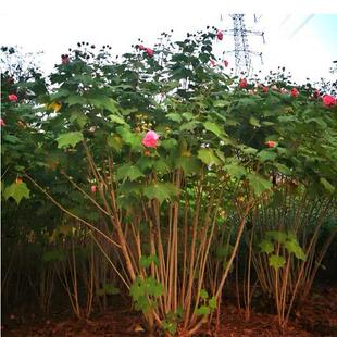 木芙蓉树苗芙蓉花苗盆栽三醉芙蓉大树庭院种植变色醉芙蓉地栽