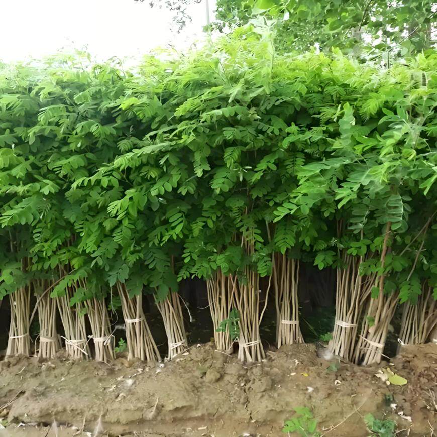 紫穗槐树苗基地防沙固沙护坡国槐苗刺槐苗紫花苗耐寒耐旱道路绿化