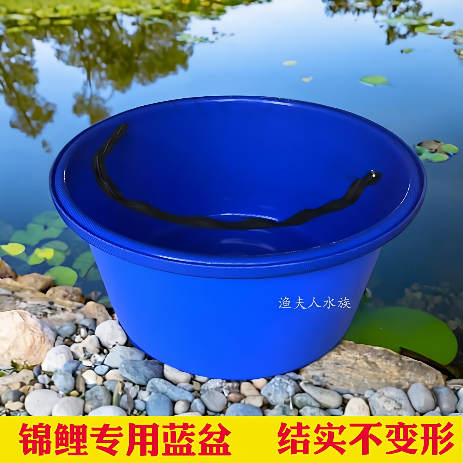 锦鲤蓝盆专用盆蓝色塑料大盆测量尺盆带网罩比赛暂养盆水族圆盆