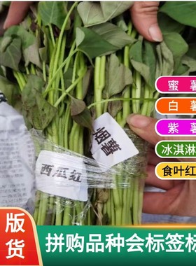 蜜薯苗红薯种植苗秧哈密红瑶心香