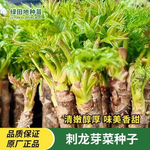 刺龙芽菜种子东北刺龙苞种子刺老芽山菜刺嫩芽种子特色蔬菜种子籽