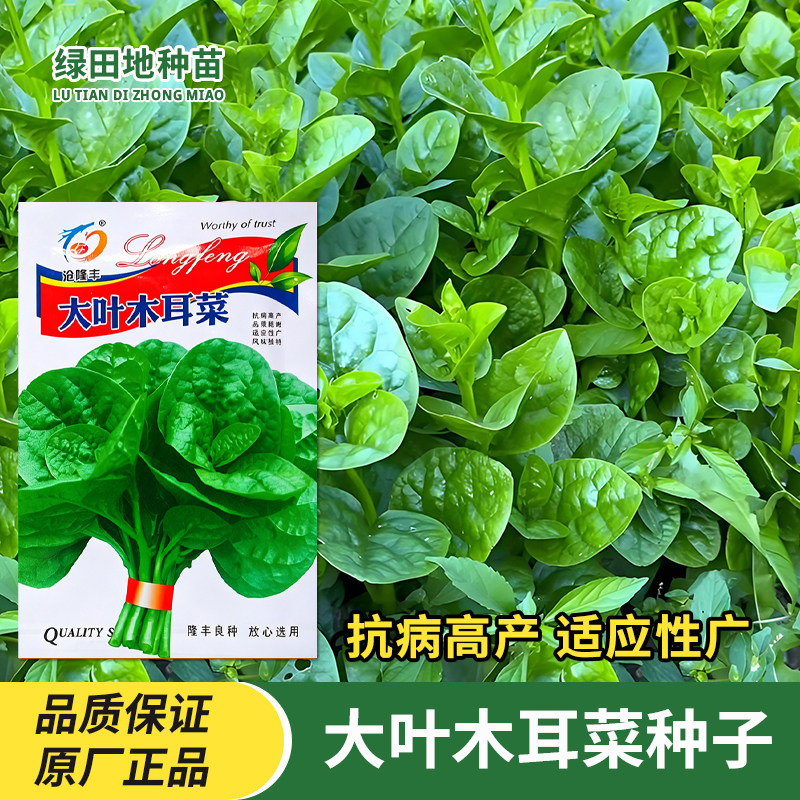 大叶木耳菜种子蔬菜种籽子