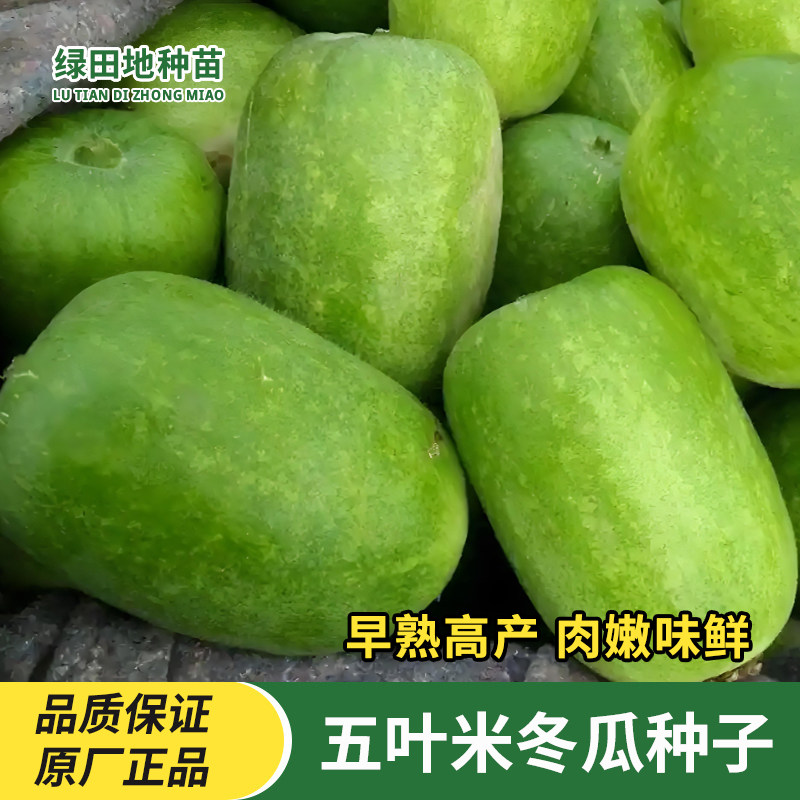 五叶米小冬瓜种子蔬菜种子