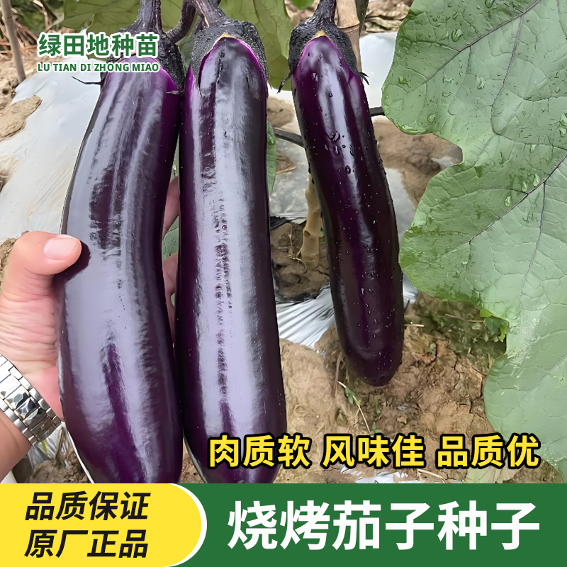 烧烤茄子种子早熟甜糯