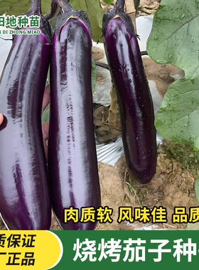 烧烤茄子种子早熟甜糯皮薄紫黑色甜糯酥松春夏秋四季播蔬菜种子籽
