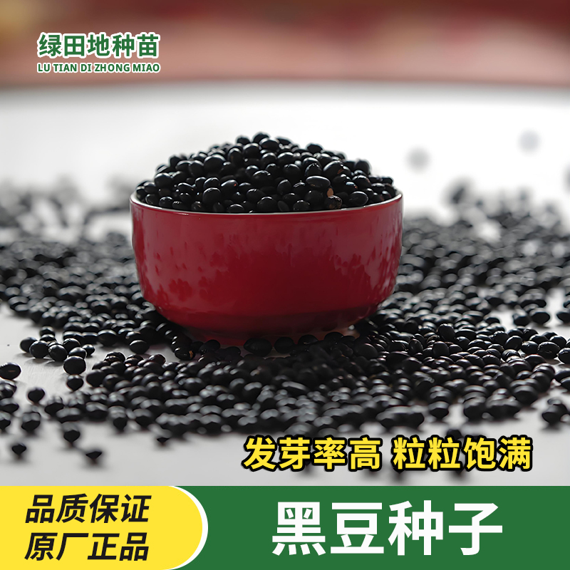 黑豆种子高产大豆种籽