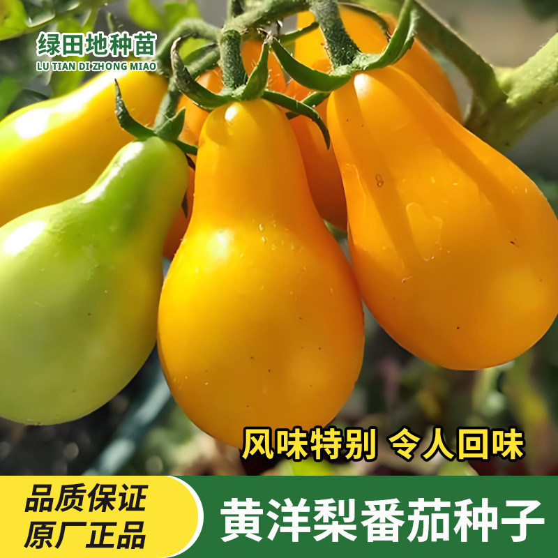 黄洋梨番茄种子圣女果