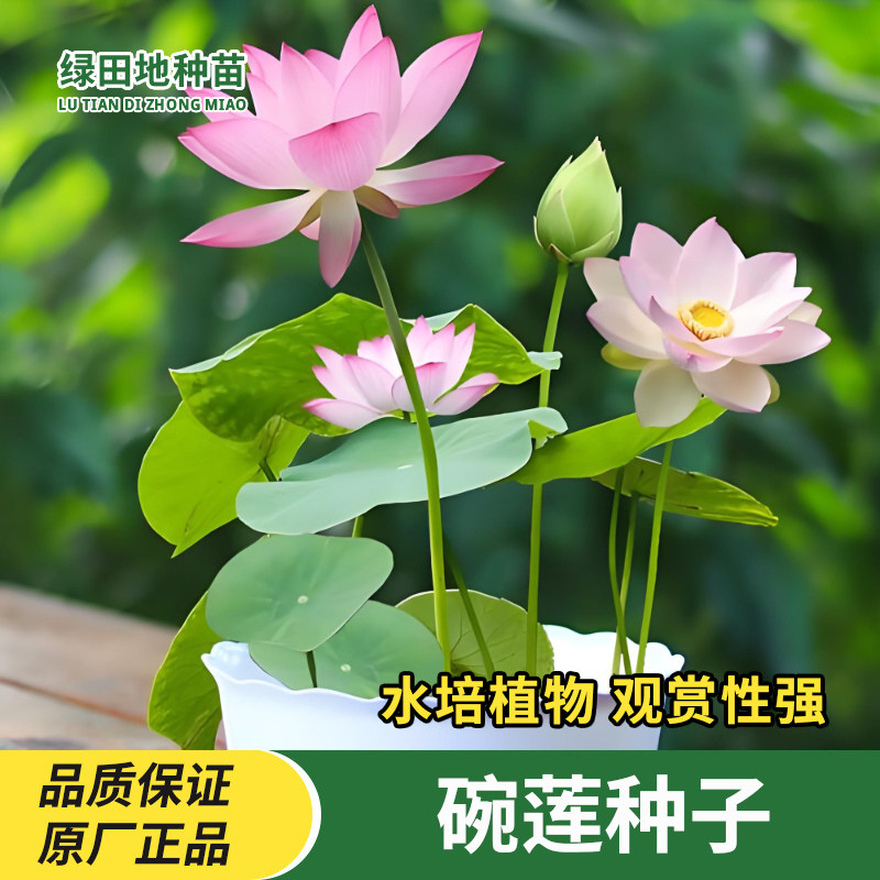 碗莲种子水培盆栽花卉种子
