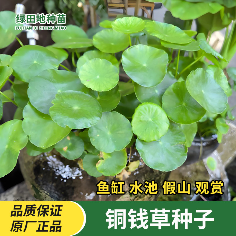 铜钱草种子四季长绿金钱草籽可水培土培盆栽庭院绿化植物易种