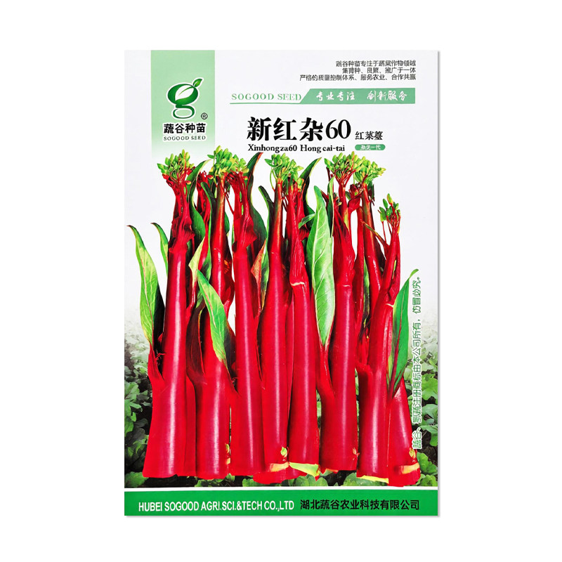 蔬谷种苗新红杂60红菜苔种子