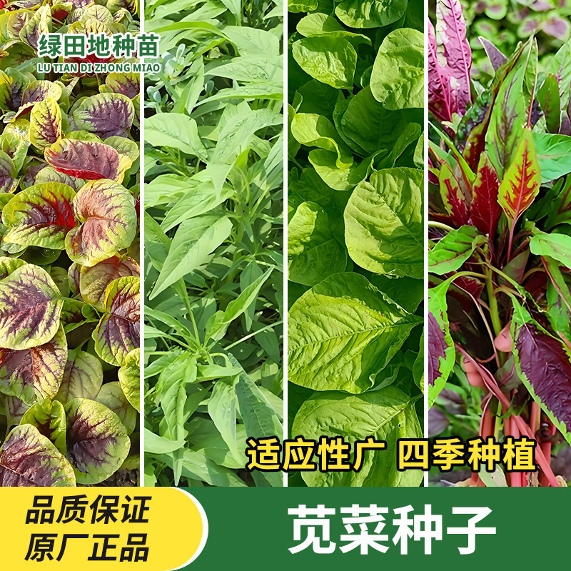 苋菜种子四季蔬菜种子