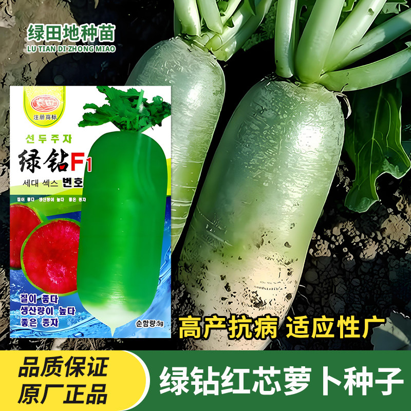 绿钻红芯萝卜种子穿心红萝卜