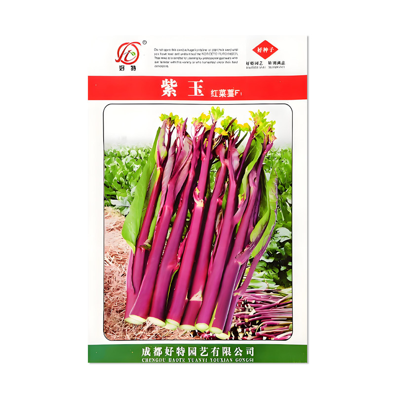 好特紫玉红菜苔种子蔬菜种子