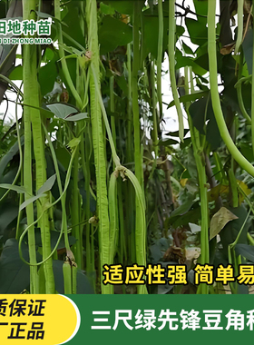 三尺绿先锋豆角种子特长绿条豇豆种籽翠绿色长豆角籽田园蔬菜种子