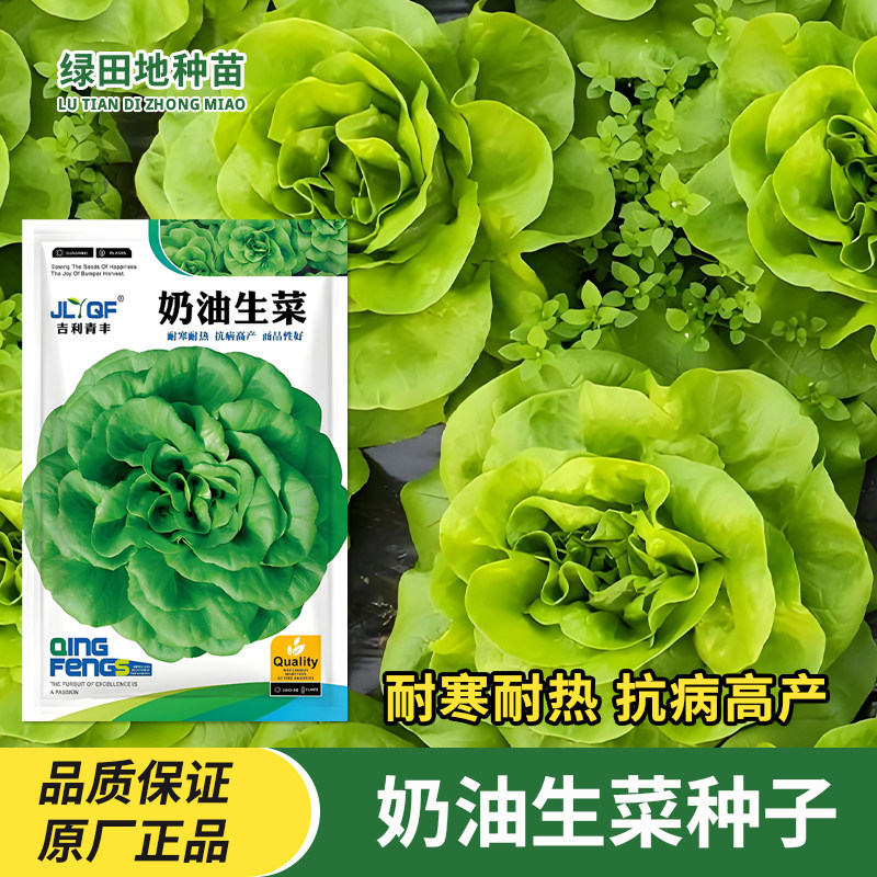 奶油生菜种子蔬菜种孑