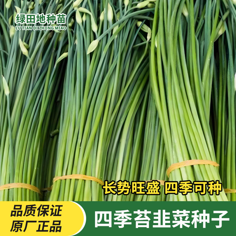 韭苔种子四季苔韭菜种籽