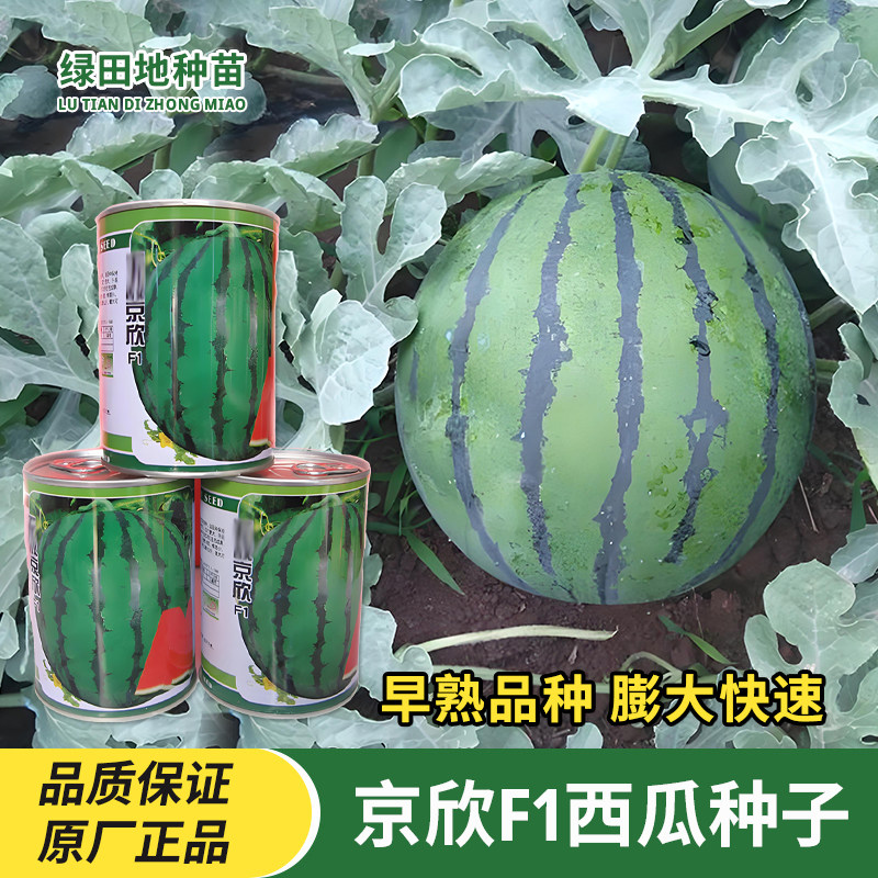 京欣西瓜种子麒麟西瓜种籽
