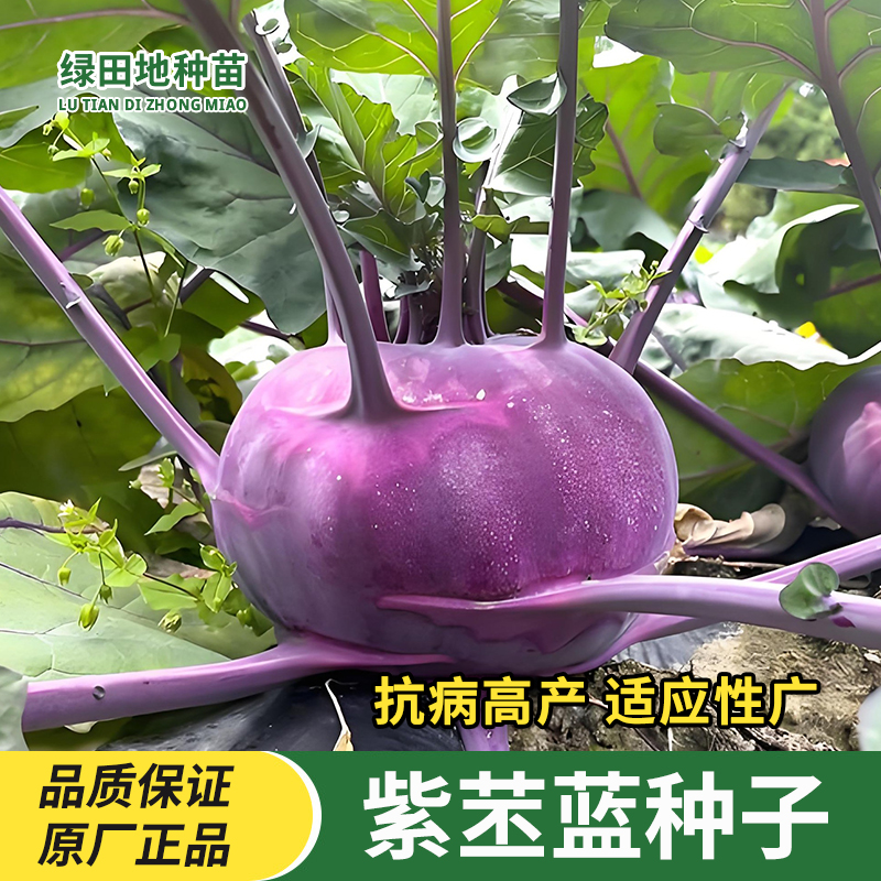 紫苤蓝种子苤蓝蔬菜种子