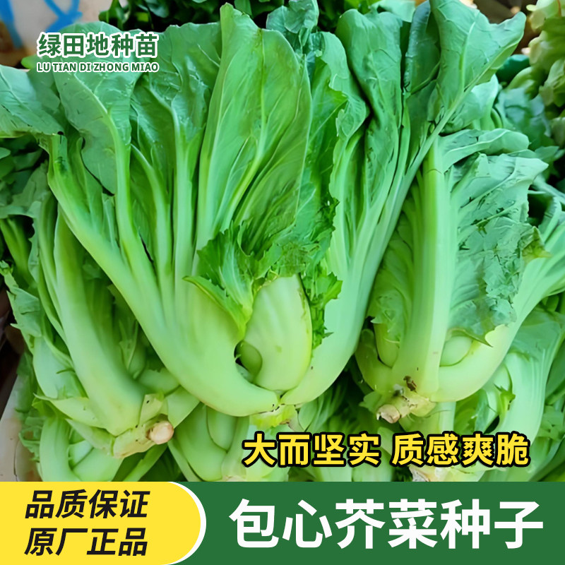 包心芥菜种子蔬菜种子