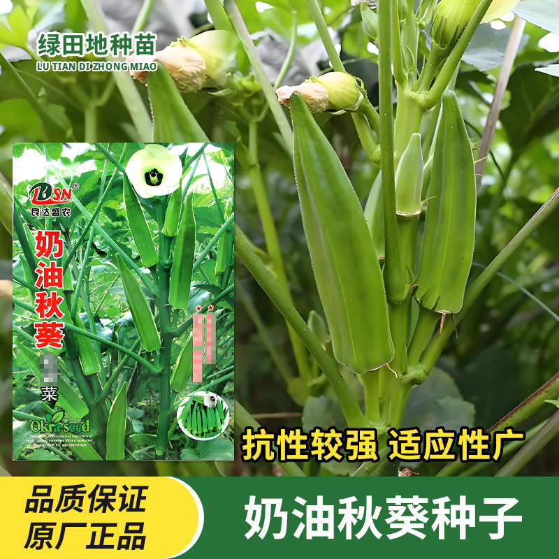 奶油秋葵种子黄秋葵籽