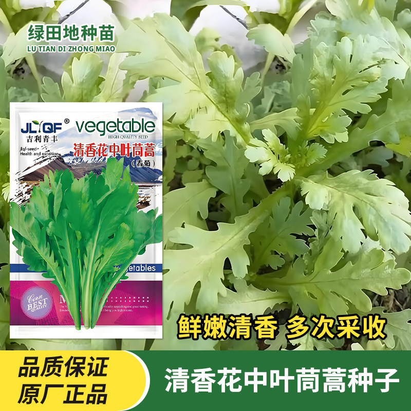 清香花中叶茼蒿种子皇帝菜春菊大叶蒿菜四季春季阳台盆栽蔬菜种籽
